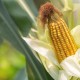 Bulog Serap 30.000 Ton Jagung Petani saat Panen Raya