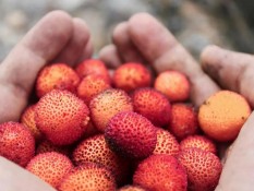 Luar Biasa, Ternyata ini Manfaat Memakan Buah Leci untuk Kesehatan