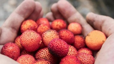 Luar Biasa, Ternyata ini Manfaat Memakan Buah Leci untuk Kesehatan
