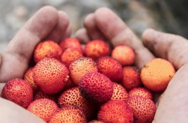 Luar Biasa, Ternyata ini Manfaat Memakan Buah Leci untuk Kesehatan