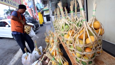 Jepang Minta 1.200 Ton Mangga Gedong Gincu per Tahun, Ini Skema Pemenuhan dari Pemkab Sumedang