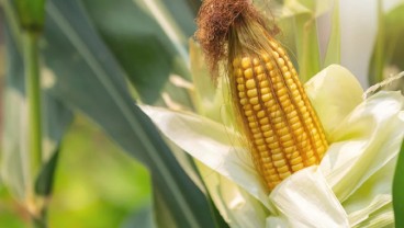 Produksi Jagung Kabupaten Cirebon Terus Menurun