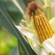 Produksi Jagung Kabupaten Cirebon Terus Menurun