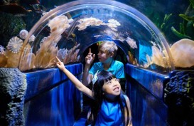 Mau Liburan ke SEA LIFE Melbourne Aquarium? Cek Panduannya di Sini!