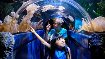 Mau Liburan ke SEA LIFE Melbourne Aquarium? Cek Panduannya di Sini!