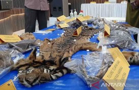 Dua Terdakwa Penjual Kulit Harimau Divonis Penjara 16 Bulan