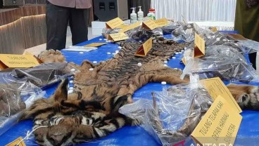 Dua Terdakwa Penjual Kulit Harimau Divonis Penjara 16 Bulan