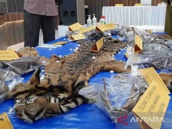 Dua Terdakwa Penjual Kulit Harimau Divonis Penjara 16 Bulan
