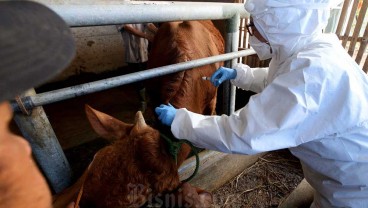 Sapi Terpapar PMK di Kabupaten Cirebon Bertambah