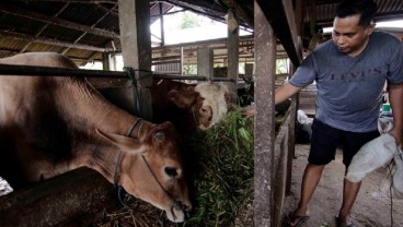Bantuan Alat Pencacah Rumput untuk Peternak di Kalsel Dorong Produksi Daging Sapi