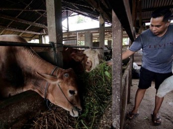 Bantuan Alat Pencacah Rumput untuk Peternak di Kalsel Dorong Produksi Daging Sapi