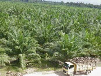 Petani Desak Mandatori Peremajaan Sawit Rakyat, Ini Alasannya!