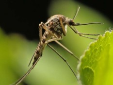 Gejala Chikungunya dan Proses Penularan dan Penyebarannya