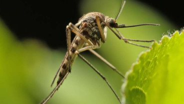 Gejala Chikungunya dan Proses Penularan dan Penyebarannya