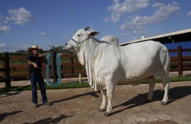 Ini Dia Sapi Termahal di Dunia, Harganya Tembus Rp68,4 Miliar