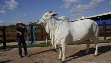 Ini Dia Sapi Termahal di Dunia, Harganya Tembus Rp68,4 Miliar