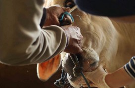 Pemkot Cimahi Siapkan 3.000 Kalung Sehat untuk Hewan Kurban