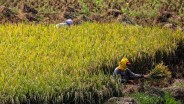 Resmi! HPP Gabah Kering Panen di Tingkat Petani Dipatok Rp6.000 per Kg