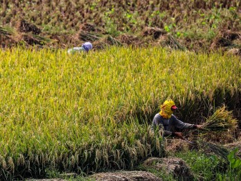 Resmi! HPP Gabah Kering Panen di Tingkat Petani Dipatok Rp6.000 per Kg