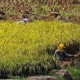 Resmi! HPP Gabah Kering Panen di Tingkat Petani Dipatok Rp6.000 per Kg