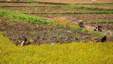 Serikat Petani Protes Aturan HPP Gabah Terbaru: Waktunya Tidak Tepat