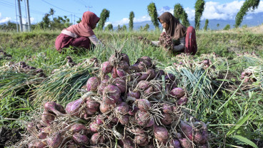 Harga Bawang Merah di Lombok Turun