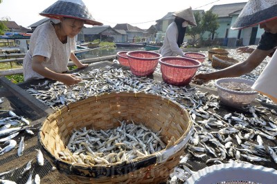 Produksi Ikan Teri di Pulau Pasaran