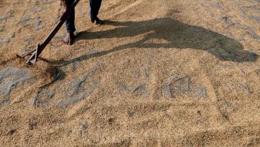 HPP Gabah Terbaru, Respons Pengusaha Beras dan Petani Bak Bumi Langit