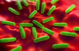 Heboh Mentimun di AS Mengandung Bakteri Salmonella, Ini Bahayanya dan Cara Mencegahnya