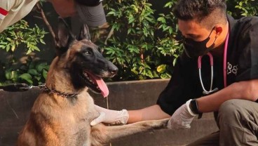 Kondisi Terkini Fay, Anjing yang Dipukul Satpam Plaza Indonesia