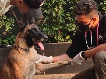 Kondisi Terkini Fay, Anjing yang Dipukul Satpam Plaza Indonesia
