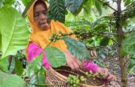 Produksi Kompetitor Merosot, Harga Kopi di Sumsel Terkerek Hingga Rp70.000 per Kg