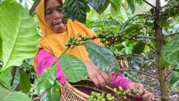 Produksi Kompetitor Merosot, Harga Kopi di Sumsel Terkerek Hingga Rp70.000 per Kg