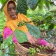 Produksi Kompetitor Merosot, Harga Kopi di Sumsel Terkerek Hingga Rp70.000 per Kg