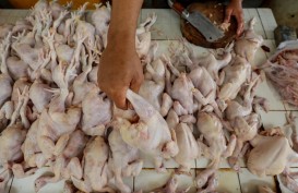 Peluang Anyar Kinerja Japfa Comfeed (JPFA)