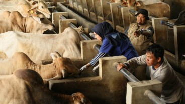 Jumlah Hewan Kurban Iduladha 2024 di Sumbar Diperkirakan 45.000 Ekor