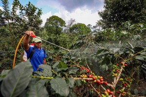 Revitalisasi Kebun Kopi Cikoneng di Desa Tugu Utara Bogor