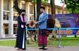 Iduladha 2024, Sapi Kurban dari Presiden Jokowi Disembelih di Masjid Raya Sumatra Barat