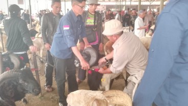 Jelang Iduladha, Penjualan Domba Garut di Pasar Hewan Tanjungsari Meningkat 100%