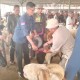 Jelang Iduladha, Penjualan Domba Garut di Pasar Hewan Tanjungsari Meningkat 100%
