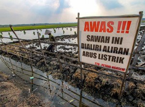 Petani di Jawa Timur Gunakan Jebakan Listrik Untuk Membasmi Hama Tikus