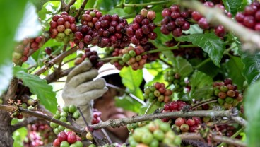 Uni Eropa Dinilai Tak Siap Terapkan Undang-Undang Deforestasi