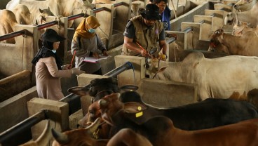 Kebutuhan Hewan Kurban di Batam Tahun Ini Sebanyak 15.000 Ekor