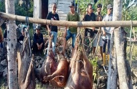 Meresahkan Petani, Bulukumba Gencarkan Perburuan Babi Liar