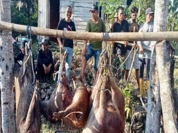Meresahkan Petani, Bulukumba Gencarkan Perburuan Babi Liar