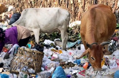 Waspadai Sapi Pemakan Sampah Diperjualbelikan