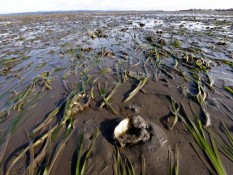 Kerang Beracun Muncul di AS , Ini Efeknya Bagi Kesehatan