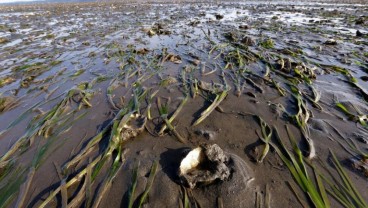Kerang Beracun Muncul di AS , Ini Efeknya Bagi Kesehatan