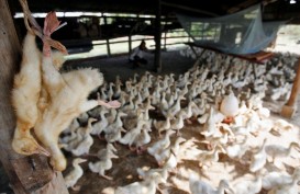 India Penyebab Kasus Flu Burung di Australia? Ini Penjelasannya