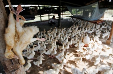 India Penyebab Kasus Flu Burung di Australia? Ini Penjelasannya